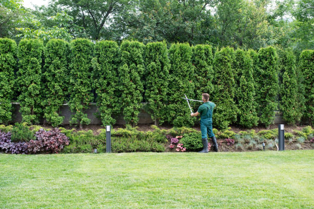  Phillipsburg, NJ Tree Removal and Landscaping Services Pros